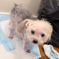 Thumbnail photo of Coco #1