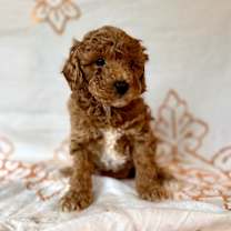 Thumbnail photo of Sylvie  #2