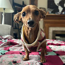 Thumbnail photo of Itsy #3