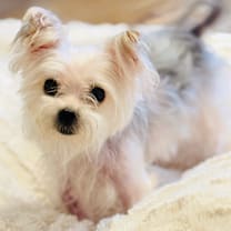 Thumbnail photo of Coco #2