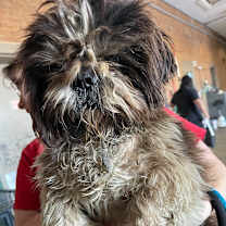 Thumbnail photo of Cardova #2