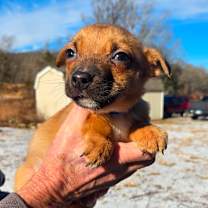 Thumbnail photo of CT Frost #4