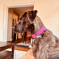 Thumbnail photo of Athena #4