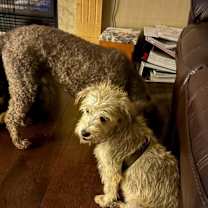 Thumbnail photo of Fifi #3