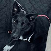 Thumbnail photo of Yami #1