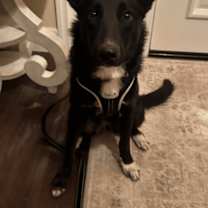 Thumbnail photo of Yami #3