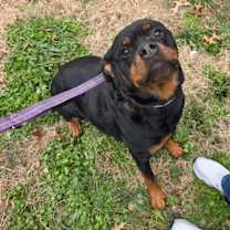 Thumbnail photo of Cynder #1