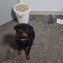 Thumbnail photo of Cynder #2