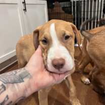 Thumbnail photo of Caper #1