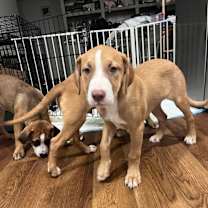 Thumbnail photo of Caper #3