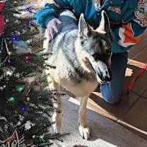 Thumbnail photo of Bella #3