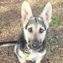 Thumbnail photo of Glitter #1