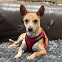 Thumbnail photo of Dillwind #4