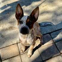 Thumbnail photo of Peecasso #1