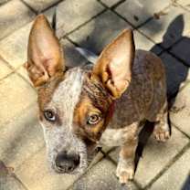 Thumbnail photo of Peecasso #2