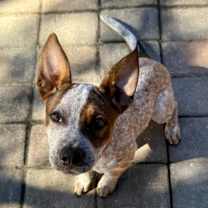 Thumbnail photo of Peecasso #3