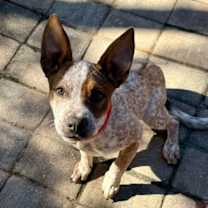 Thumbnail photo of Peecasso #4