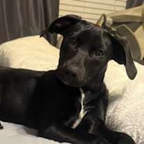 Thumbnail photo of Bonnie #1