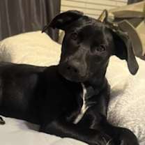 Thumbnail photo of Bonnie #2