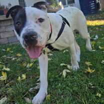 Thumbnail photo of Mooshie #2