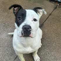 Thumbnail photo of Mooshie #4