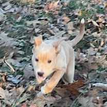 Thumbnail photo of Nectar #3