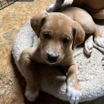 Thumbnail photo of Nectar #4