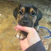 Thumbnail photo of Bumble #2