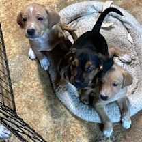 Thumbnail photo of Bumble #4