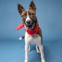 Thumbnail photo of Rocky Bee #4