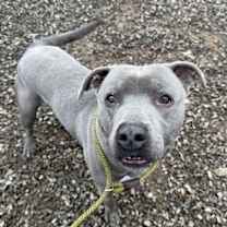 Thumbnail photo of Greyhound #2