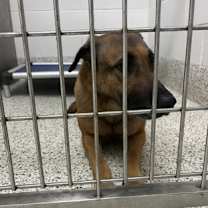 Thumbnail photo of Clover #2