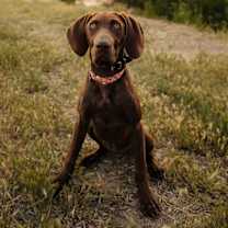 Thumbnail photo of Harley #1