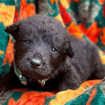 Thumbnail photo of Bark Twain 428 #3