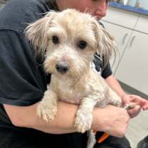 Thumbnail photo of Bart 522 #2