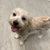 Thumbnail photo of Homer 521 #2