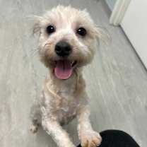 Thumbnail photo of Homer 521 #3