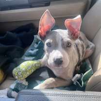 Thumbnail photo of Stewie 519 #2