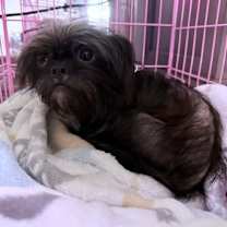 Thumbnail photo of Sweet Pea 508 #2