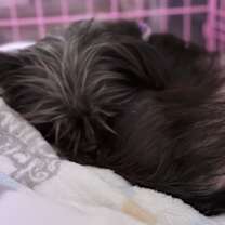 Thumbnail photo of Sweet Pea 508 #3