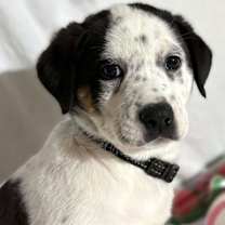 Thumbnail photo of Reno #1