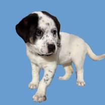 Thumbnail photo of Reno #3