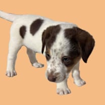 Thumbnail photo of Dude #2