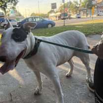 Thumbnail photo of 25-084 Atticus #2