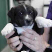 Thumbnail photo of Dennis (Reynolds) #3