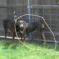 Thumbnail photo of Star #3