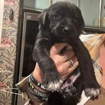 Thumbnail photo of Murphy (Penelope’s litter) #1