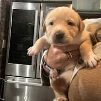 Thumbnail photo of Spice (Penelope’s litter) #1