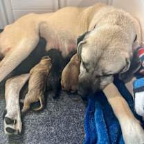 Thumbnail photo of Spice (Penelope’s litter) #2