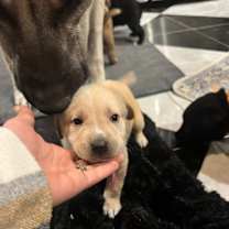 Thumbnail photo of Ginger (Penelope’s litter) #2